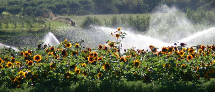 Sunflowers