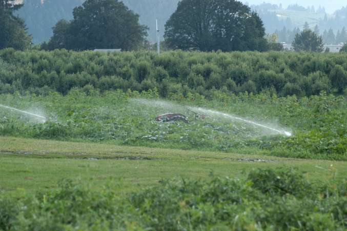 16.90 Irrigated Acres