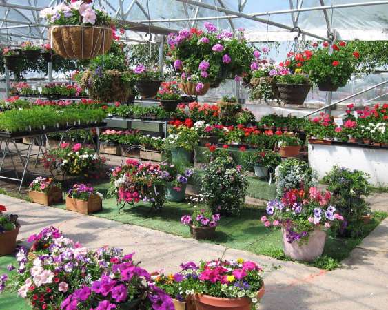 Greenhouse