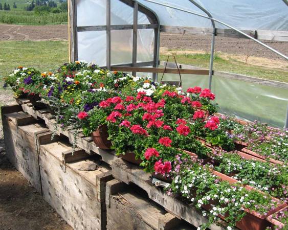 Greenhouse